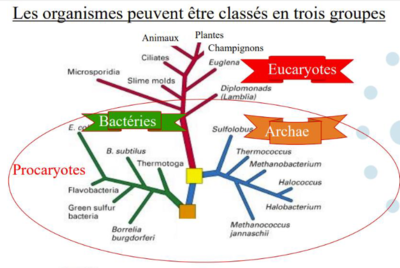 trois groupes.PNG