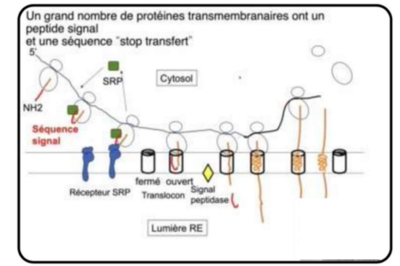 Ribosome;synthèse protéique.png