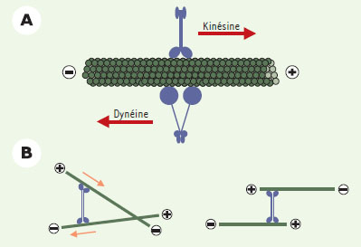 medsci20021812p1227-fig4.jpg