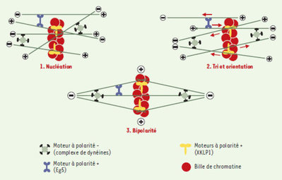 medsci20021812p1227-fig5_big.jpg