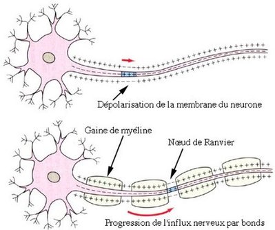 Noeud de ranvier.jpeg