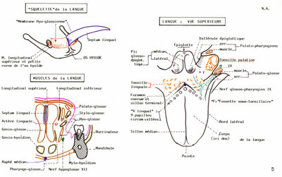 Langue.jpg