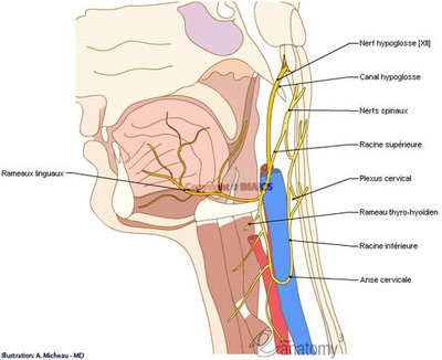 12-hypoglossal-nerve-anatomical-picture-en_medical512.jpg