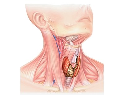 thyroide.jpg