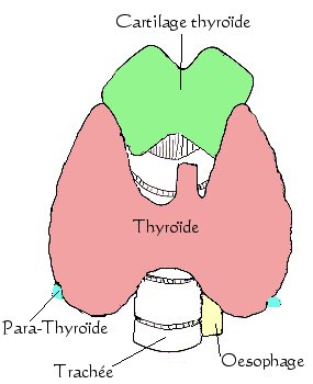 thyroide2.jpg